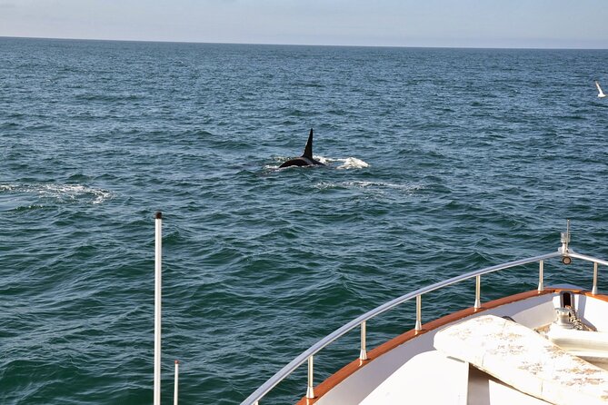 Whale Watching & Dolphin Yacht Cruise - Value check: is $108.61 worth it for 3 hours?