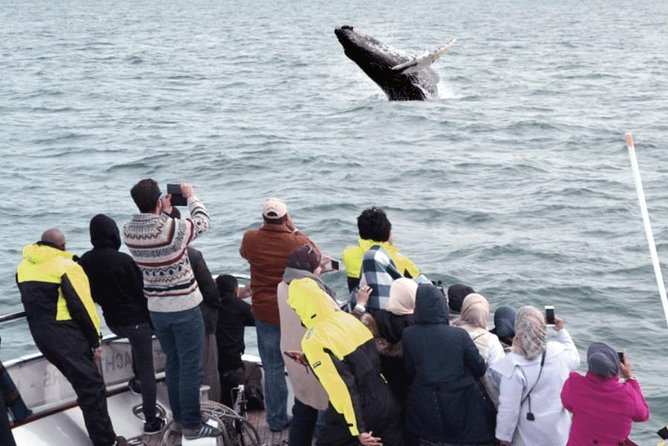 Whale Watching & Dolphin Yacht Cruise - The onboard guide: why the commentary actually helps you see more