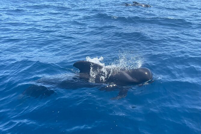 Whales and Dolphins excursion on a Luxury Yacht in Canary Islands - Getting There Without Stress: Pickup and Timing